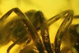 Two Fighting Fossil Ants (Formicidae) in Baltic Amber #159815-2